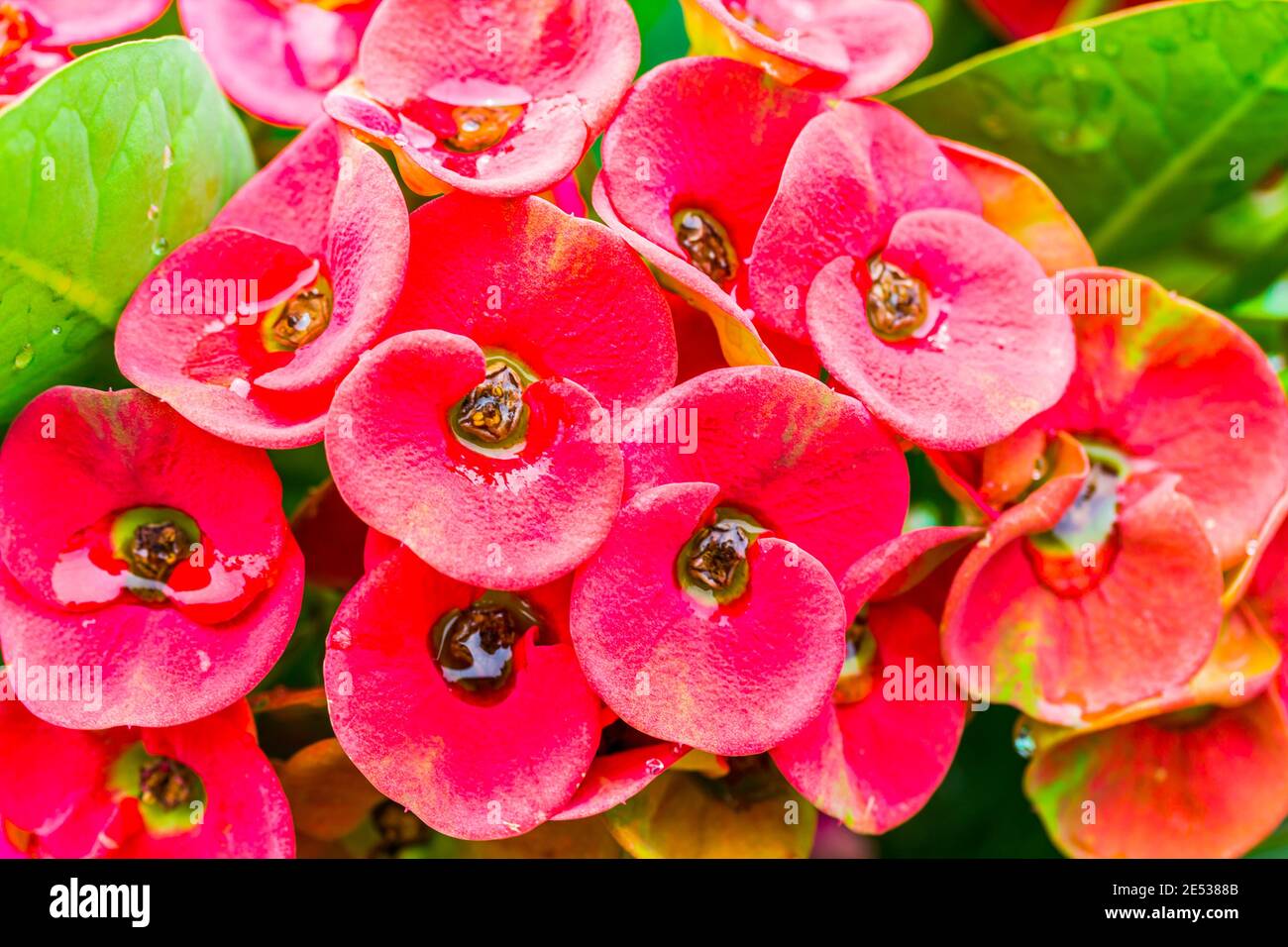 Crown of thorns flowers with water drop (Euphorbia milli Desmou) Stock Photo