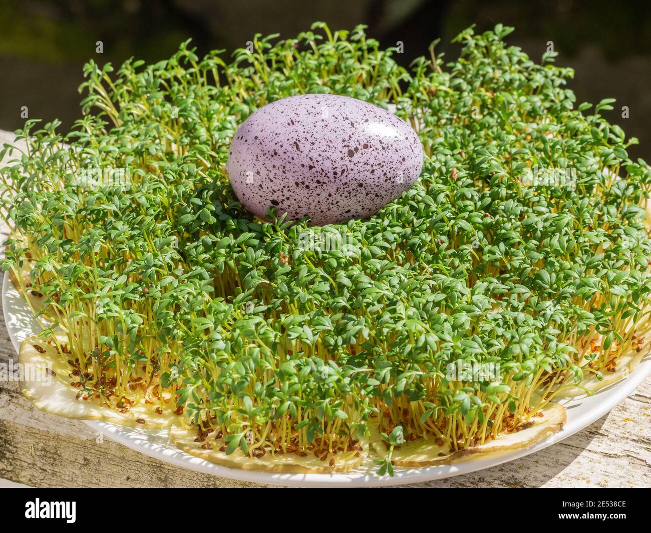Garden cress (Lepidium sativum) is a fast-growing, edible herb that is botanically related to watercress and mustard, Stock Photo