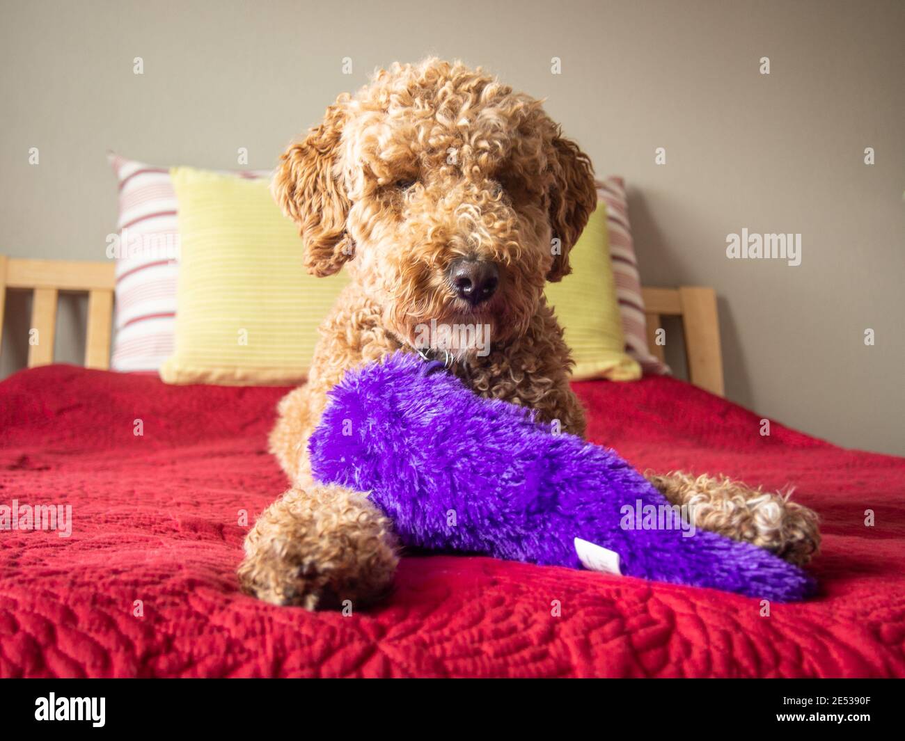 Australian Labradoodle is a mix between the Labrador Retriever, Poodle