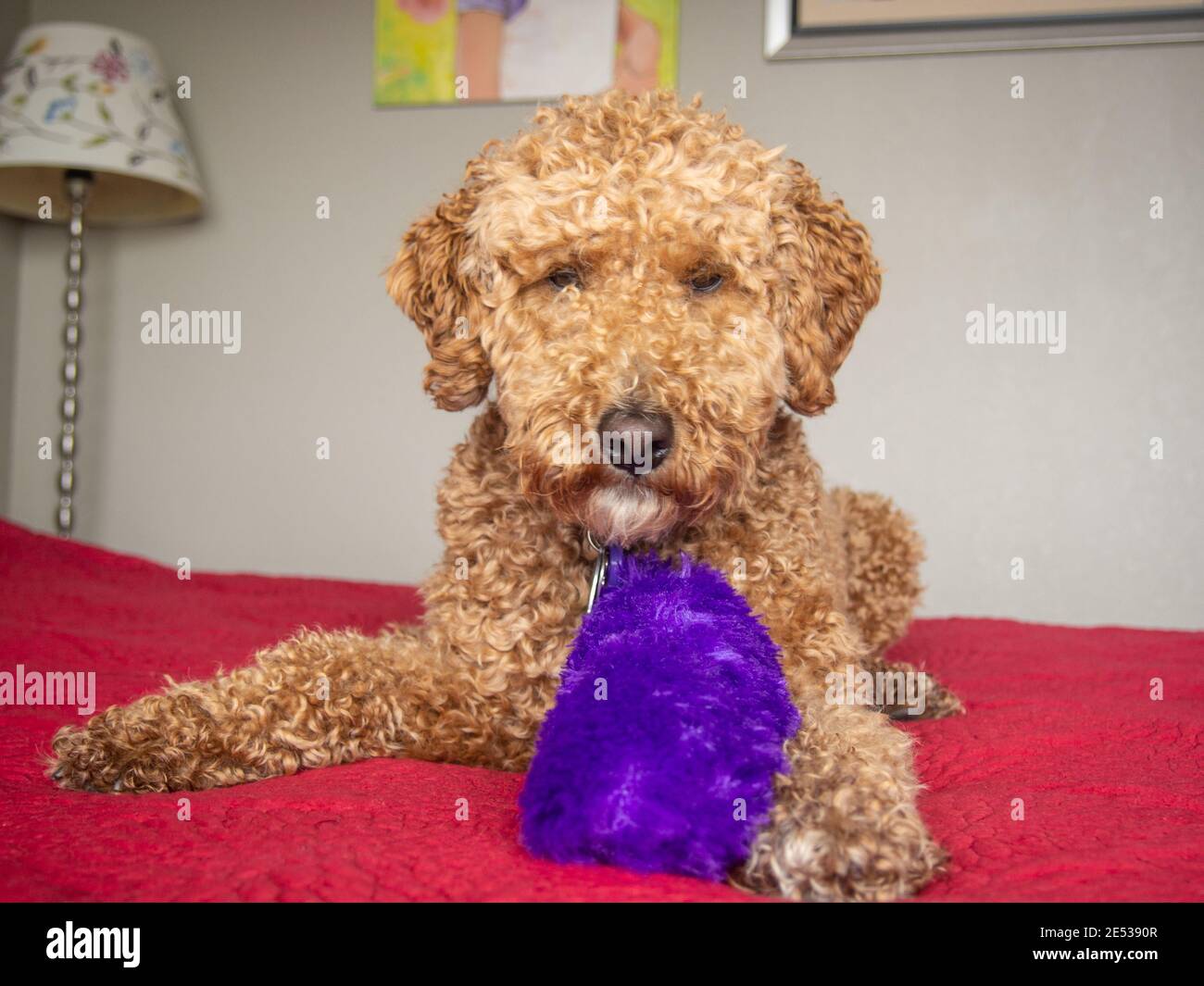 Australian Labradoodle is a mix between the Labrador Retriever, Poodle