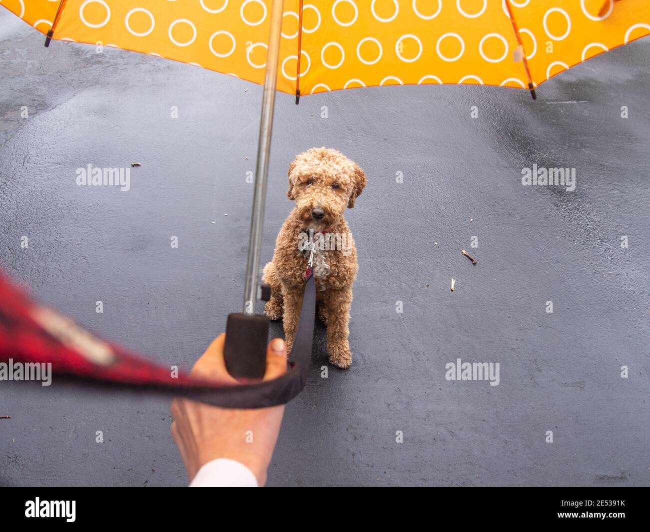 Australian Labradoodle is a mix between the Labrador Retriever, Poodle