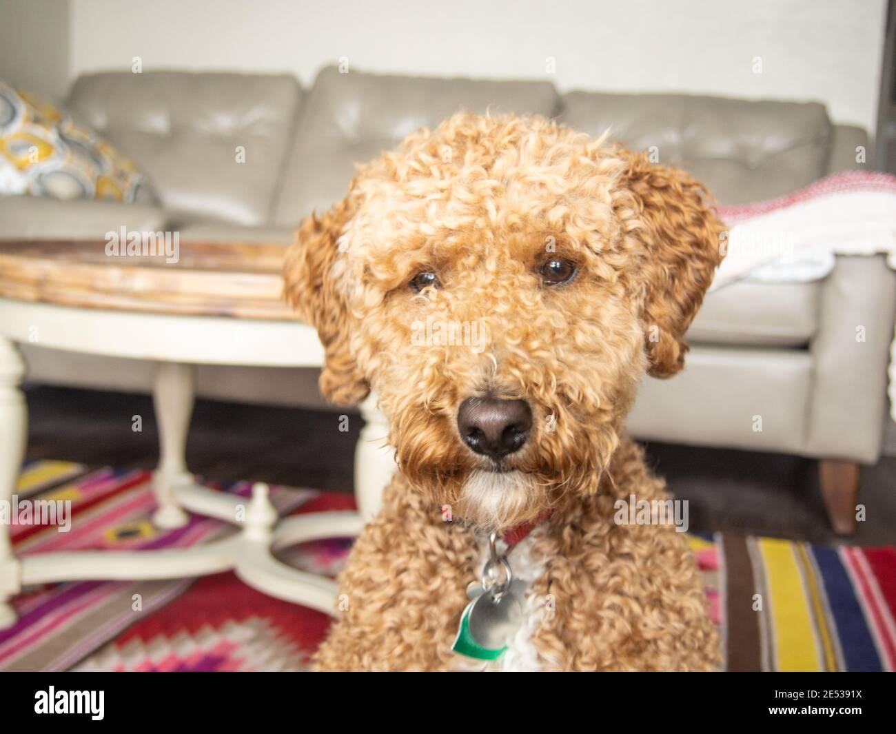 Australian Labradoodle is a mix between the Labrador Retriever, Poodle
