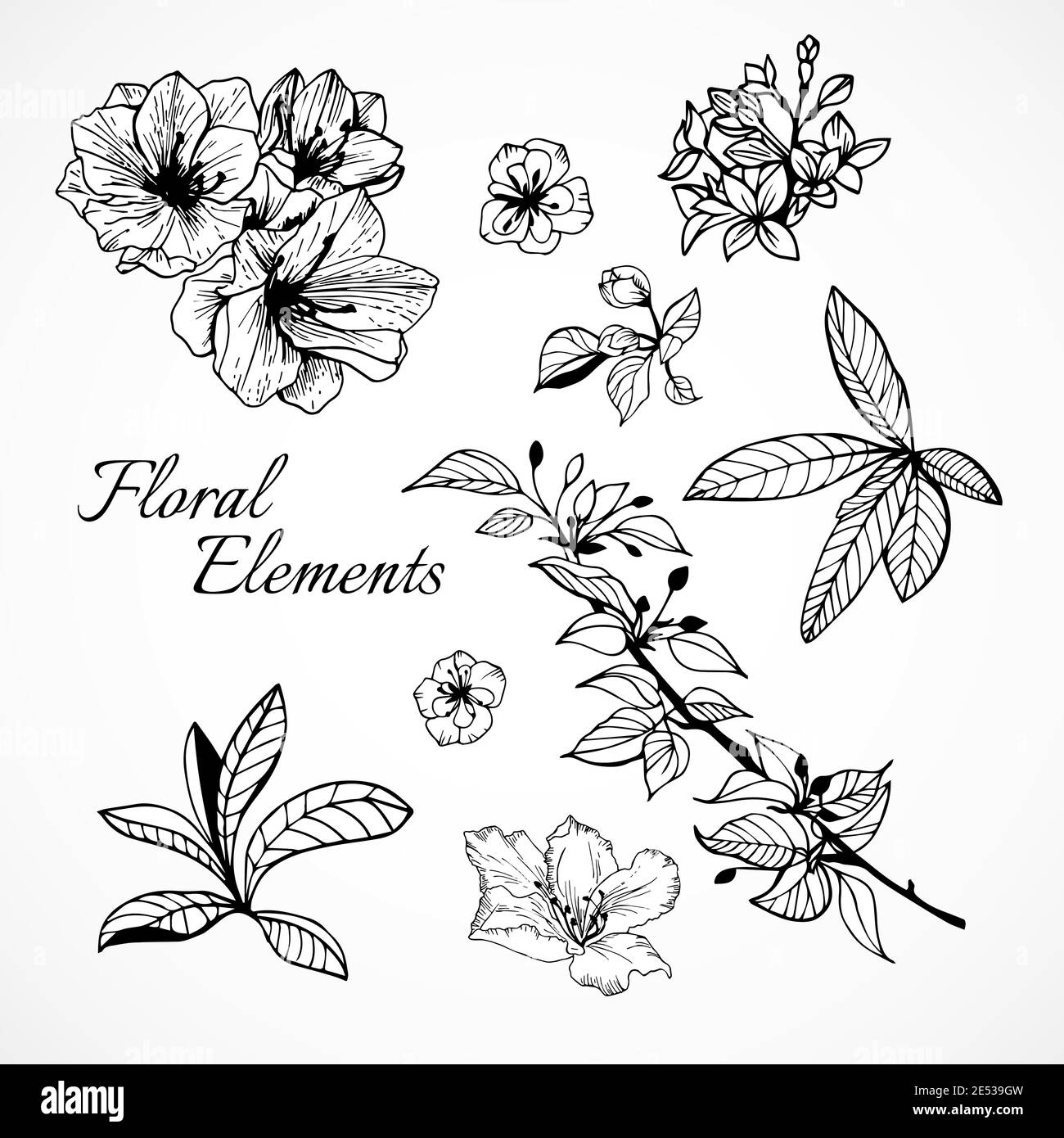 Set of floral elements for design vector illustration isolated Stock ...
