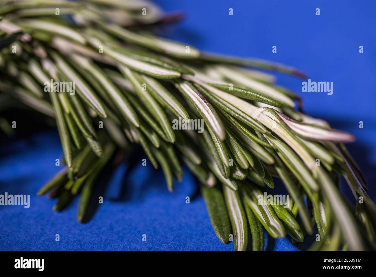 Branch of fresh rosemary on blue background. Stock Photo