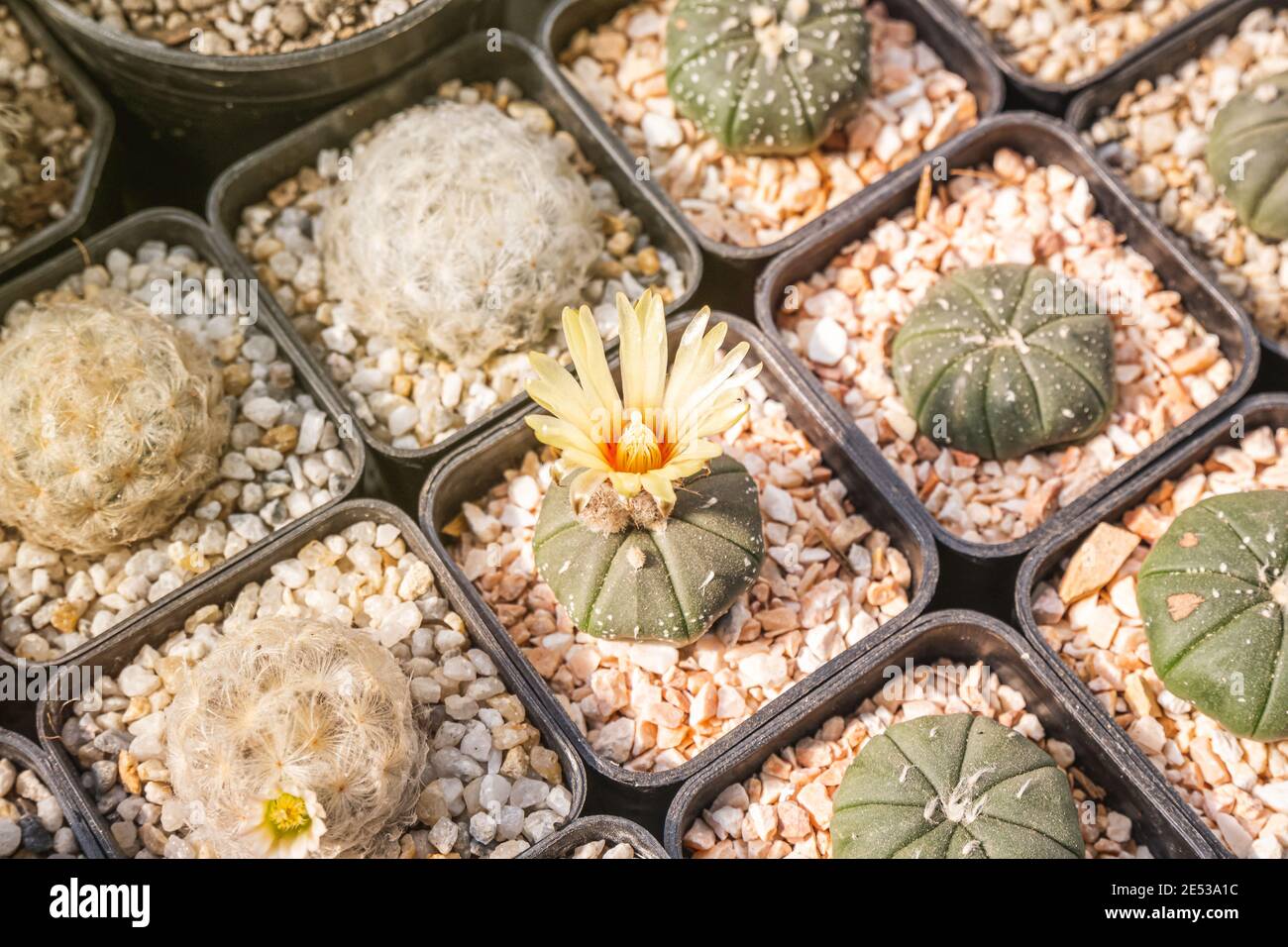 Cactus flowers, Astrophytum asterias with yellow flower is blooming on pot, Succulent, Cacti, Cactaceae, Tree, Drought tolerant plant. Stock Photo