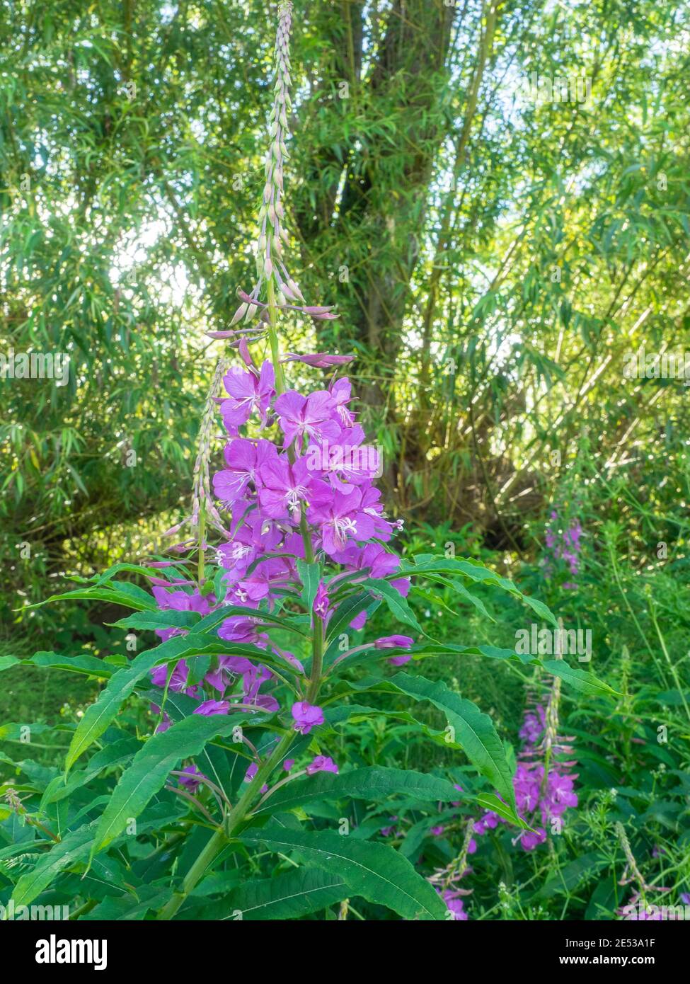 Purple loosestrife (Lythrum salicaria) is a flowering plant belonging to the family Lythraceae. It should not be confused with other plants sharing th Stock Photo