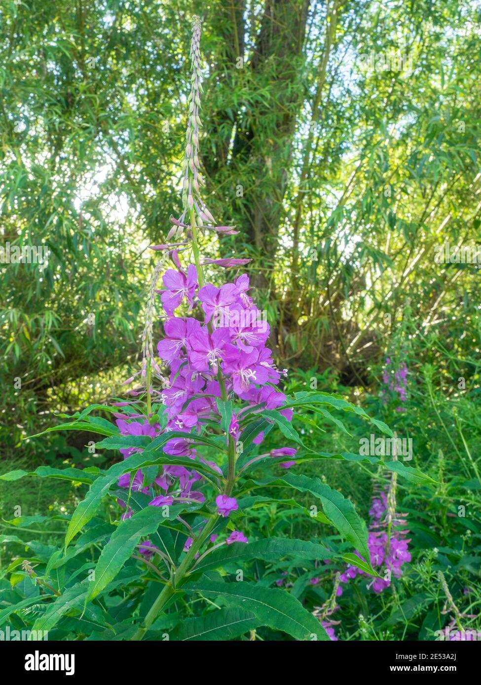 Purple loosestrife (Lythrum salicaria) is a flowering plant belonging to the family Lythraceae. It should not be confused with other plants sharing th Stock Photo