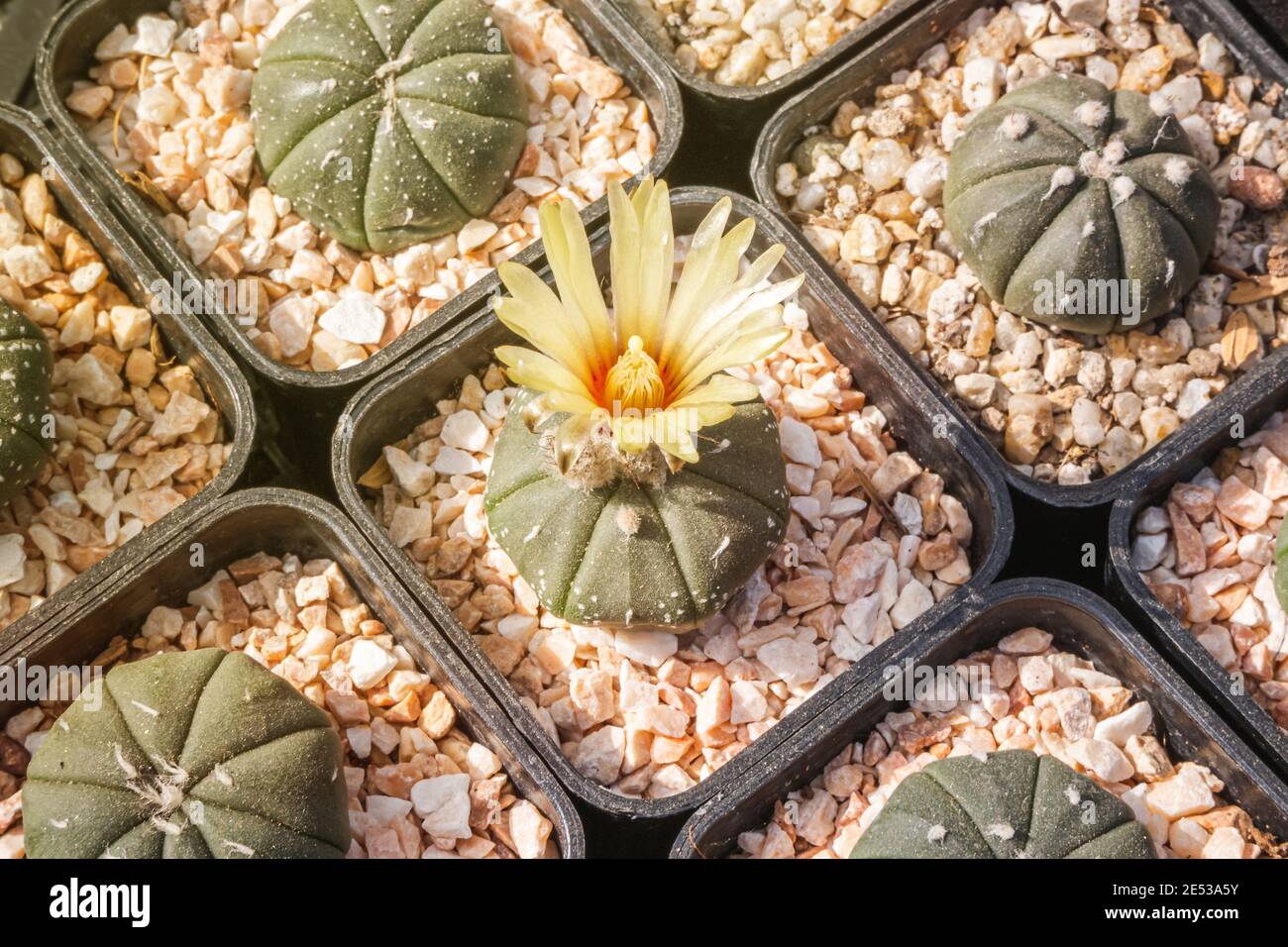 Cactus flowers, Astrophytum asterias with yellow flower is blooming on pot, Succulent, Cacti, Cactaceae, Tree, Drought tolerant plant. Stock Photo