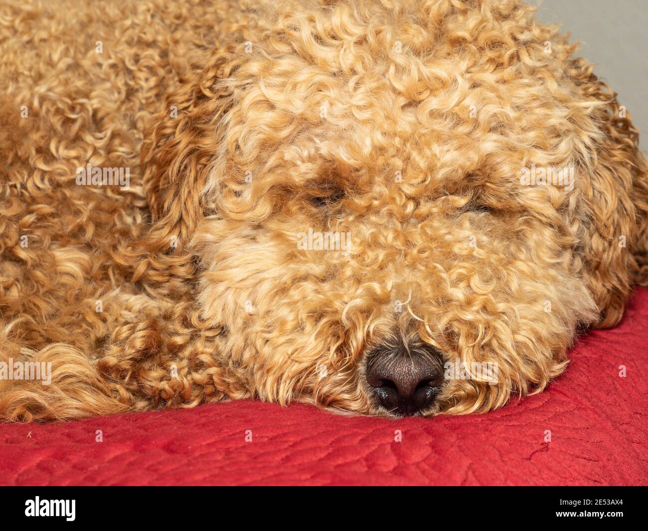 Australian Labradoodle is a mix between the Labrador Retriever, Poodle