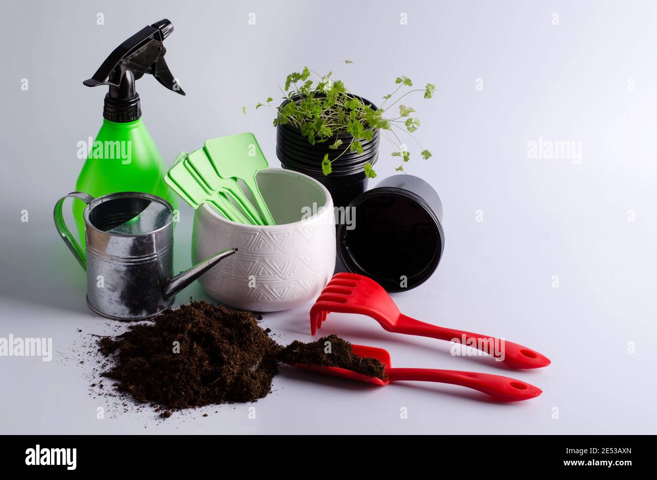 The concept of growing greenery on a window sill. Garden inventory on a light background, with copying of space Stock Photo