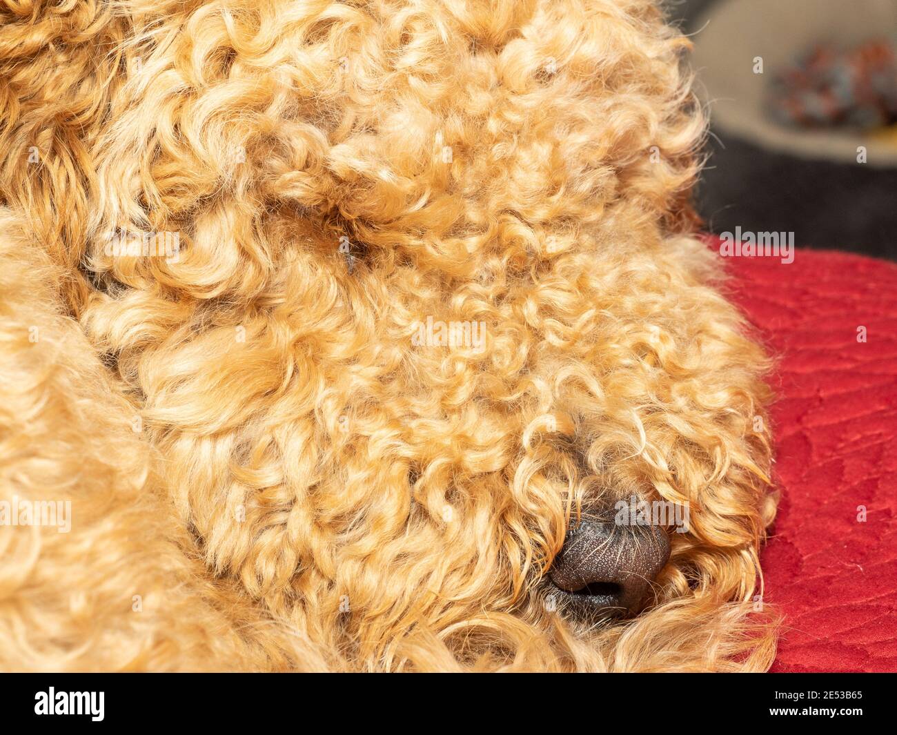 Cocker Labradoodle Australian Labradoodle is a mix between the Labrador Retriever, Poodle ...