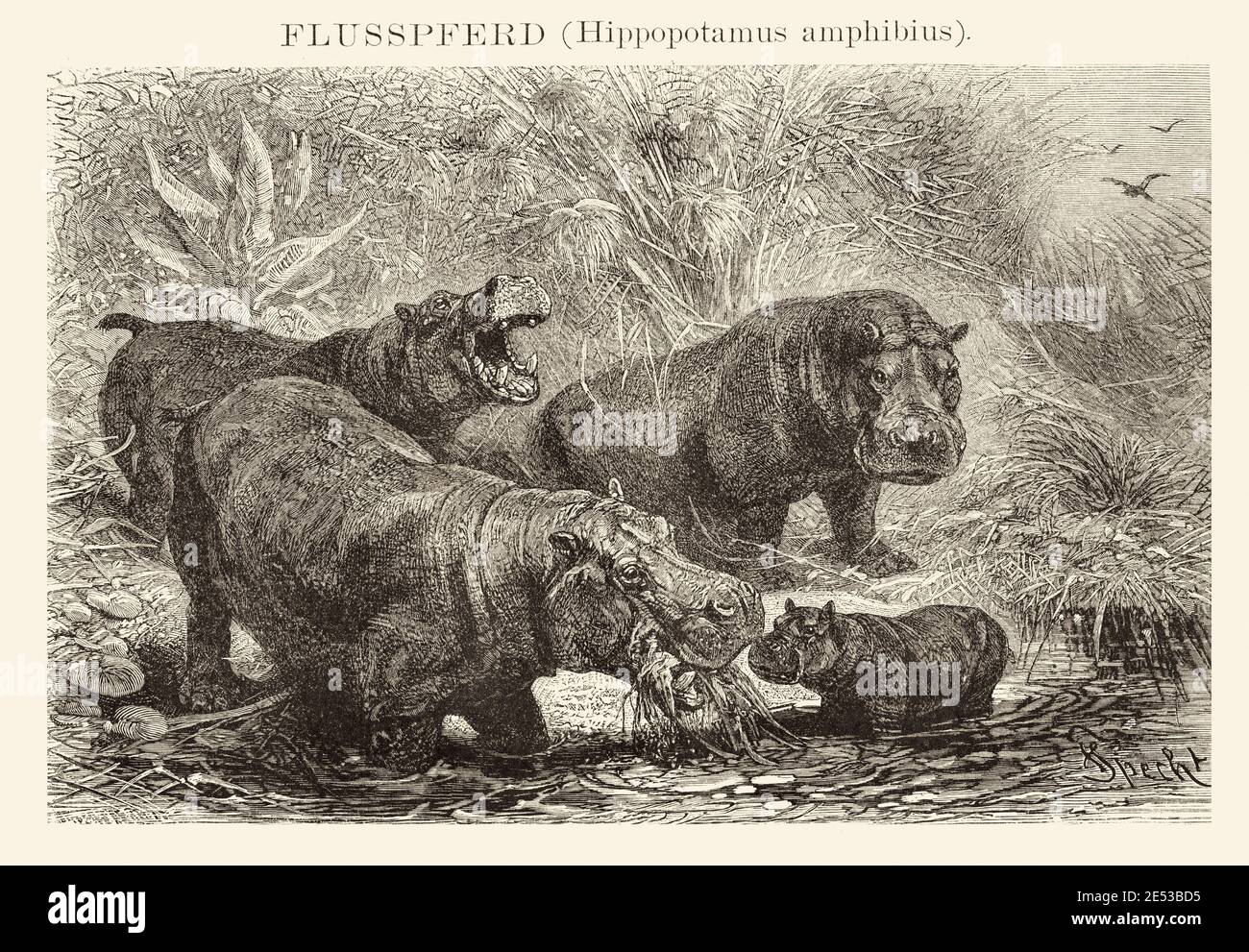 The hippopotamus (Hippopotamus amphibius), also called the hippo, common hippopotamus or river hippopotamus, is a large, mostly herbivorous, semiaquat Stock Photo