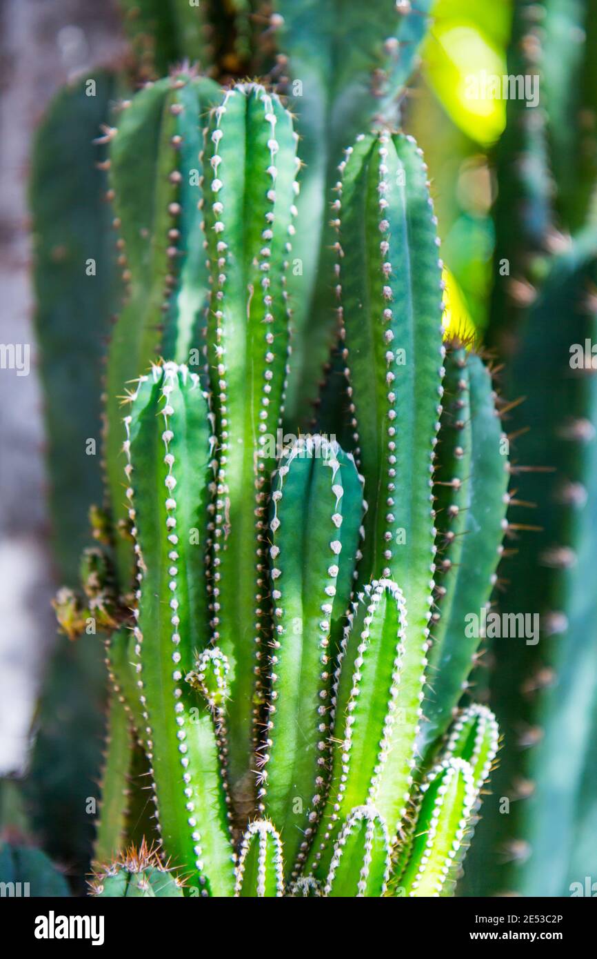 Dangerous cactus hi-res stock photography and images - Alamy