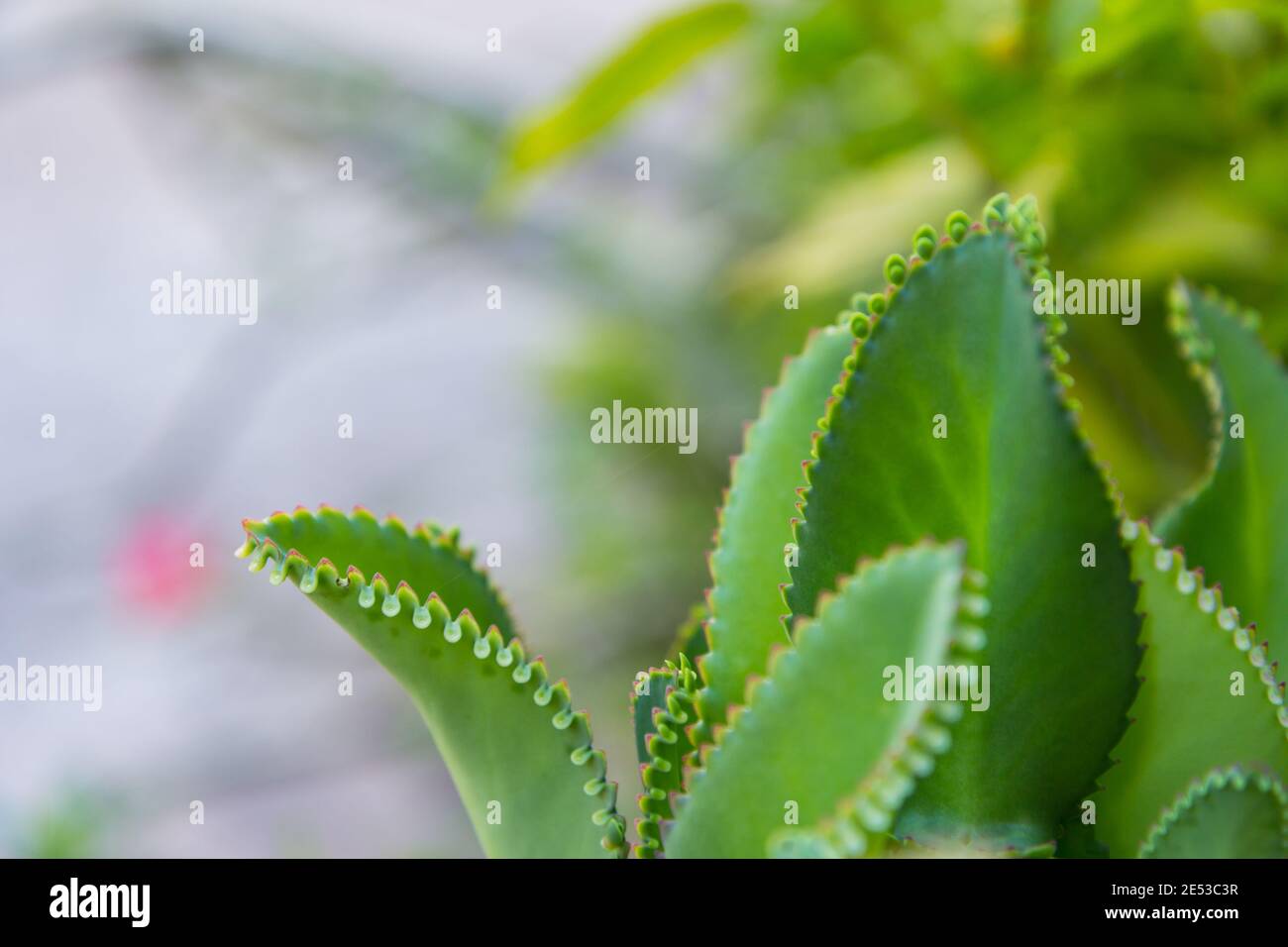 Kalanchoe blossfeldiana flower Stock Photo Alamy