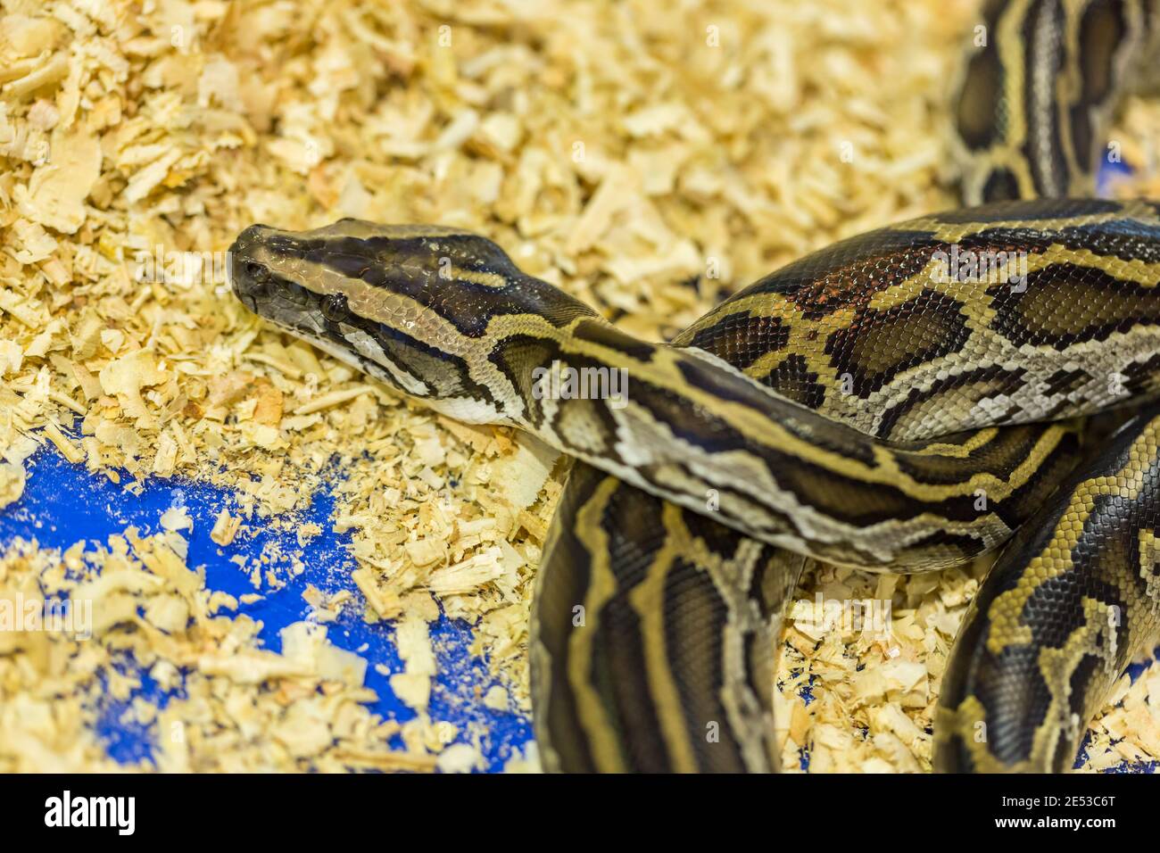 Head and eye Python,Python on the floor Stock Photo - Alamy