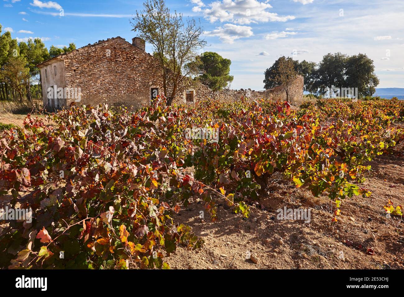 Utiel Vineyards plantation in Utiel Requena. Harvest time. Valencia, Spain ...