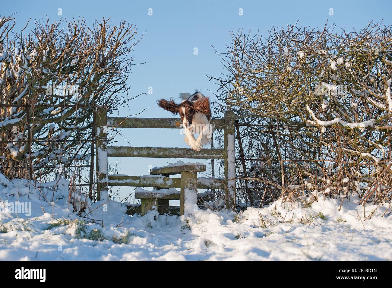 Springer Spaniel jumping a fence in the snow with sun Stock Photo