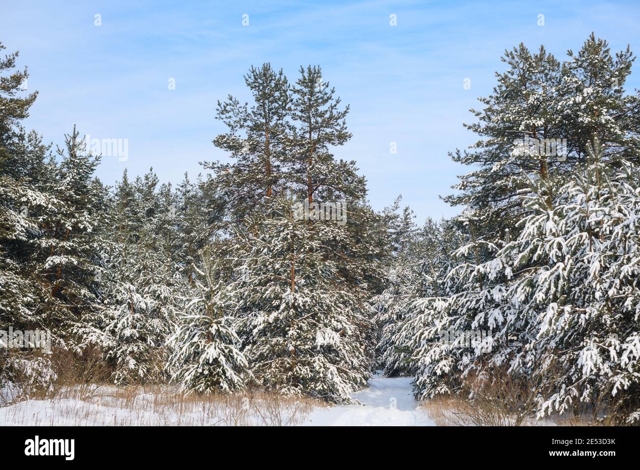Winter landscape with fir trees in forest Stock Photo - Alamy