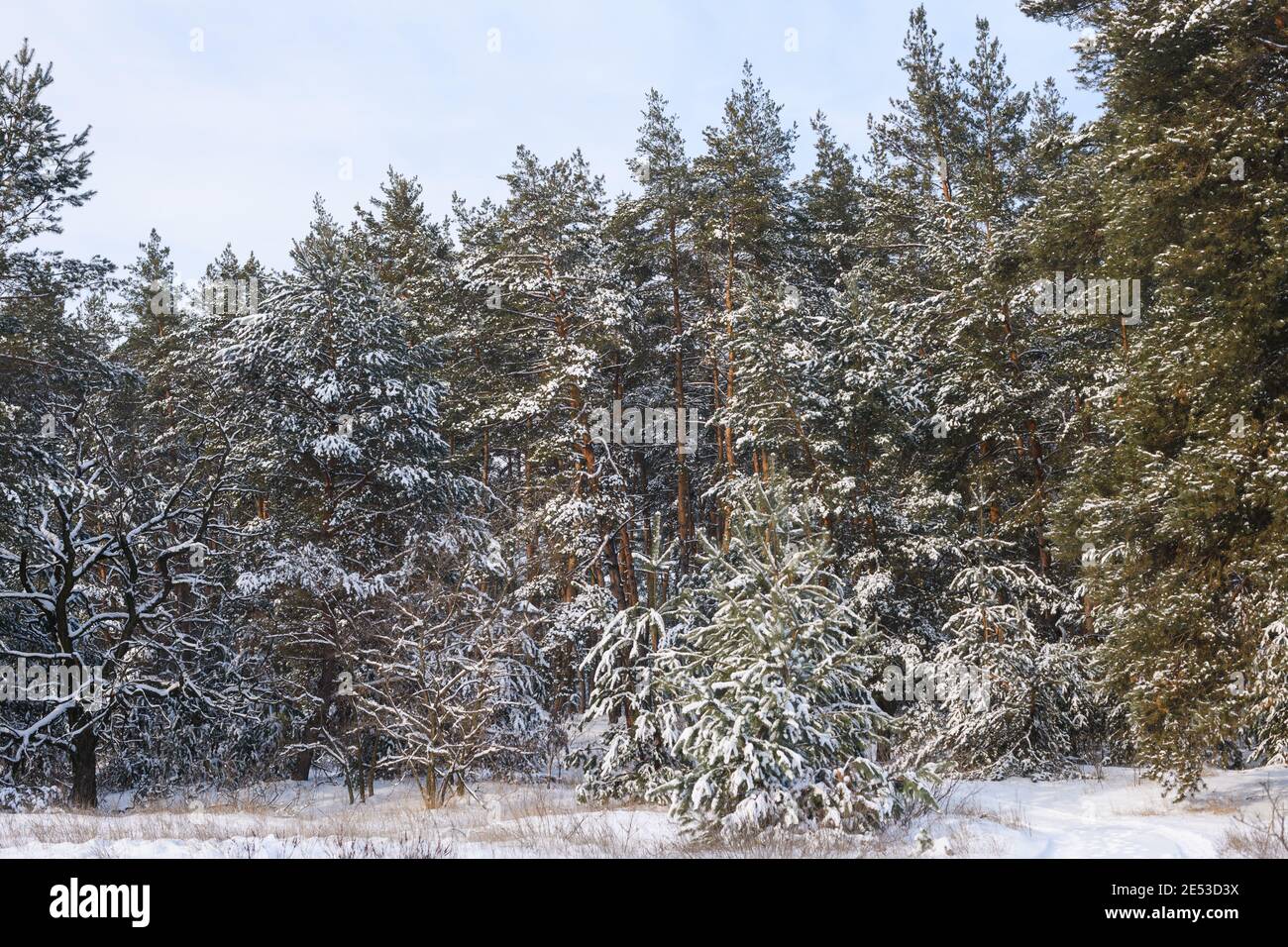 Nature landscape with pine trees in snow Stock Photo - Alamy