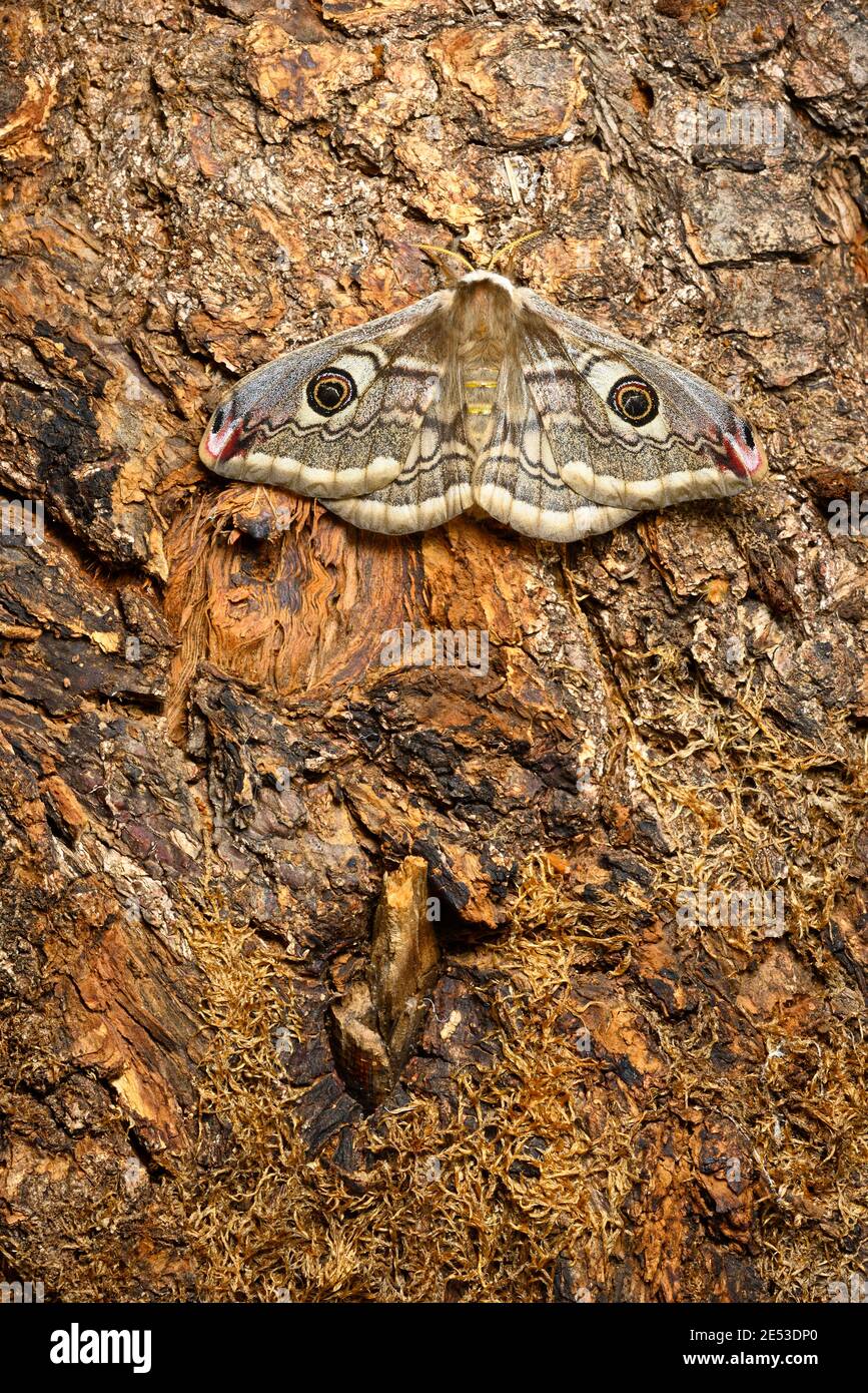 Female of Saturnia pavonia, the small emperor moth, camouflage on tree ...