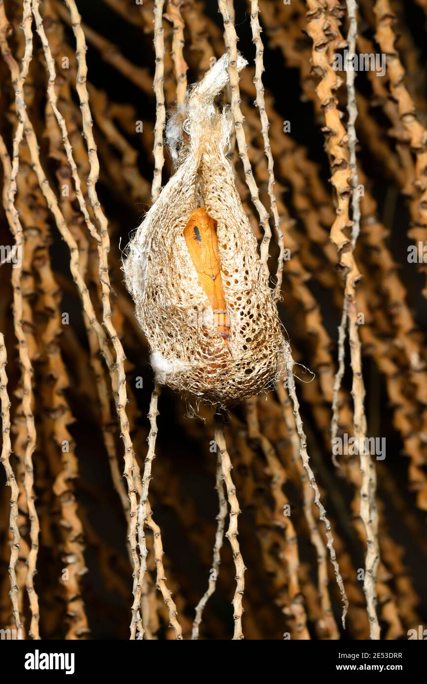 Cocoon of Madagascar comet moth butterfly ready to hatch Stock Photo Alamy
