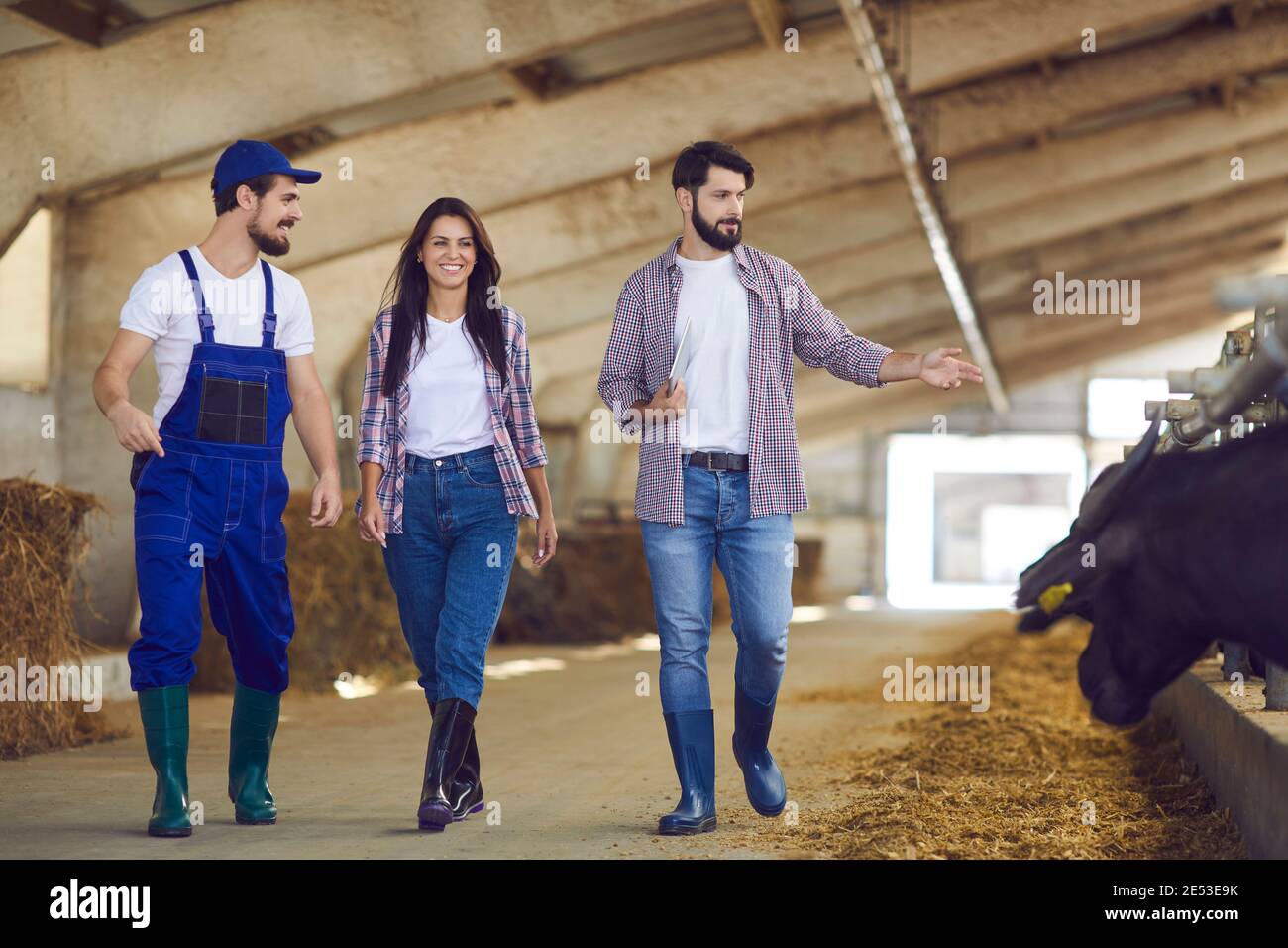Pair of young farm owners and an employee walk past a row of buffaloes