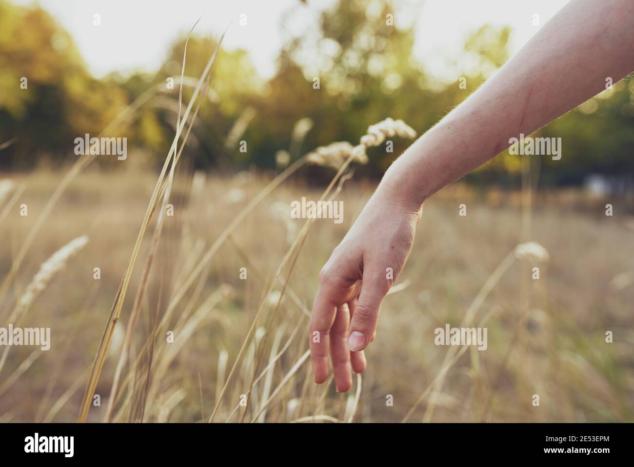 woman holds hand on wheat in nature in field and trees summer vacation ...