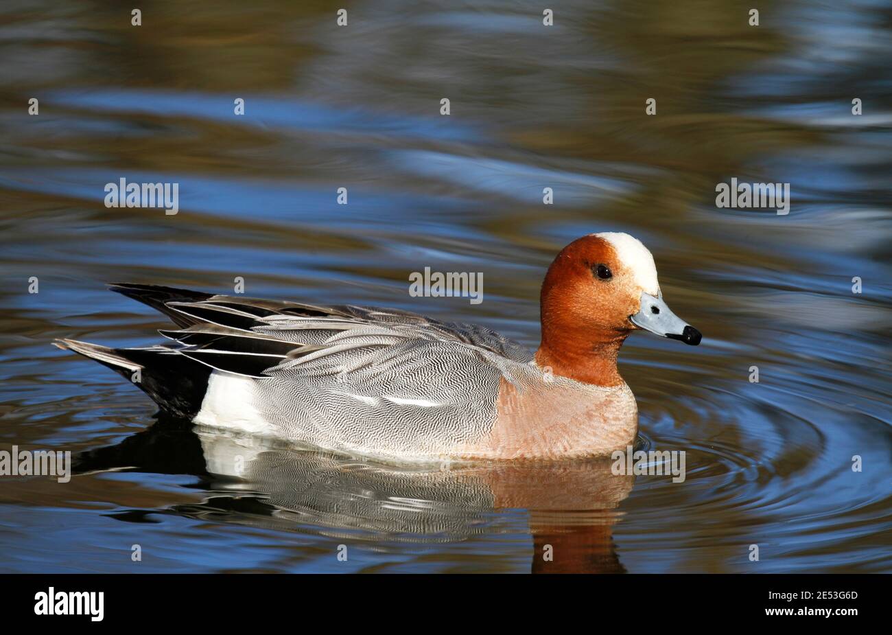Male Eurasian wigeon, Mareca penelope, swimming in a pond in Tampere Finland. Stock Photo
