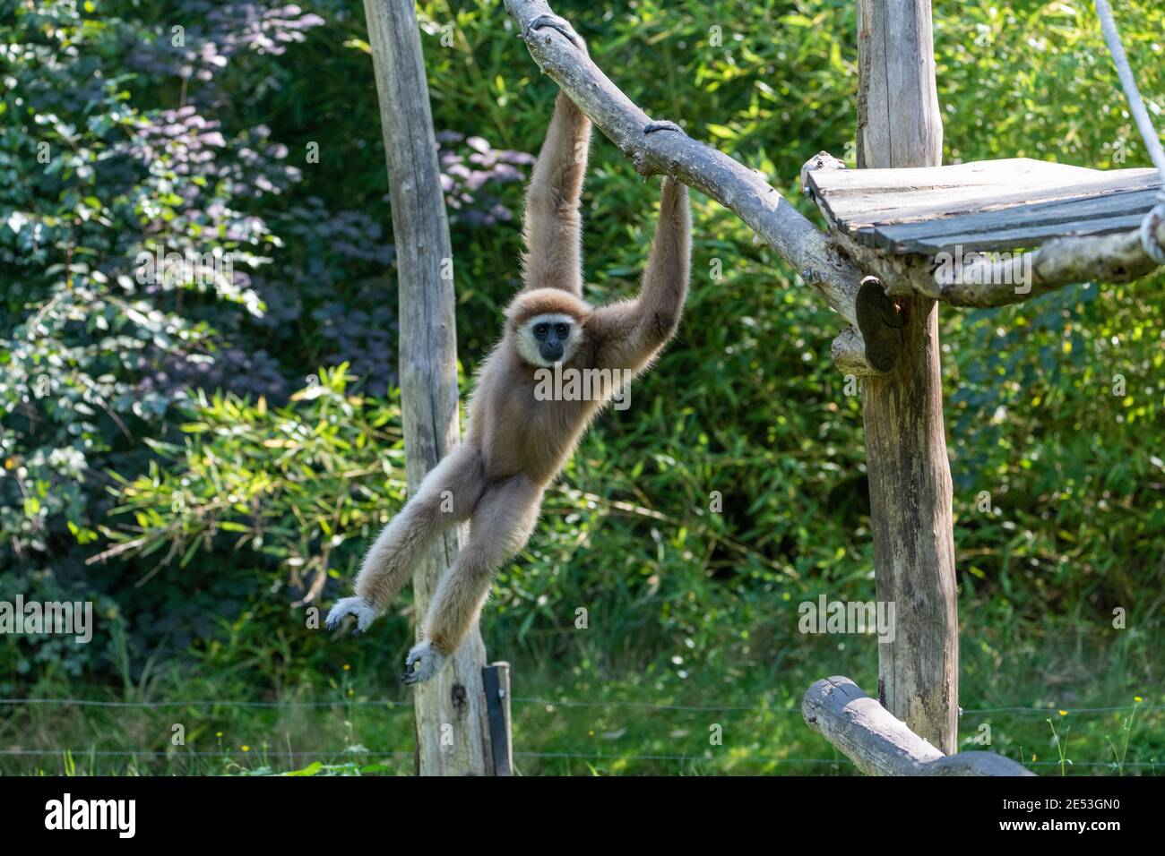 Swinging Gibbon hanging on branch from a climbing platform with both arms, motion of the monkey is frozen in place Stock Photo