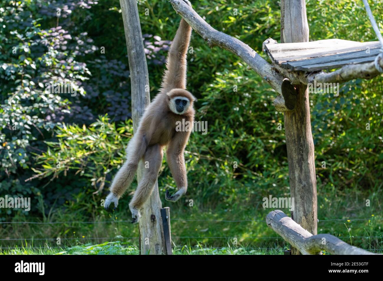 Swinging Gibbon hanging on branch from a climbing platform with one arm, motion of the monkey is frozen in place Stock Photo