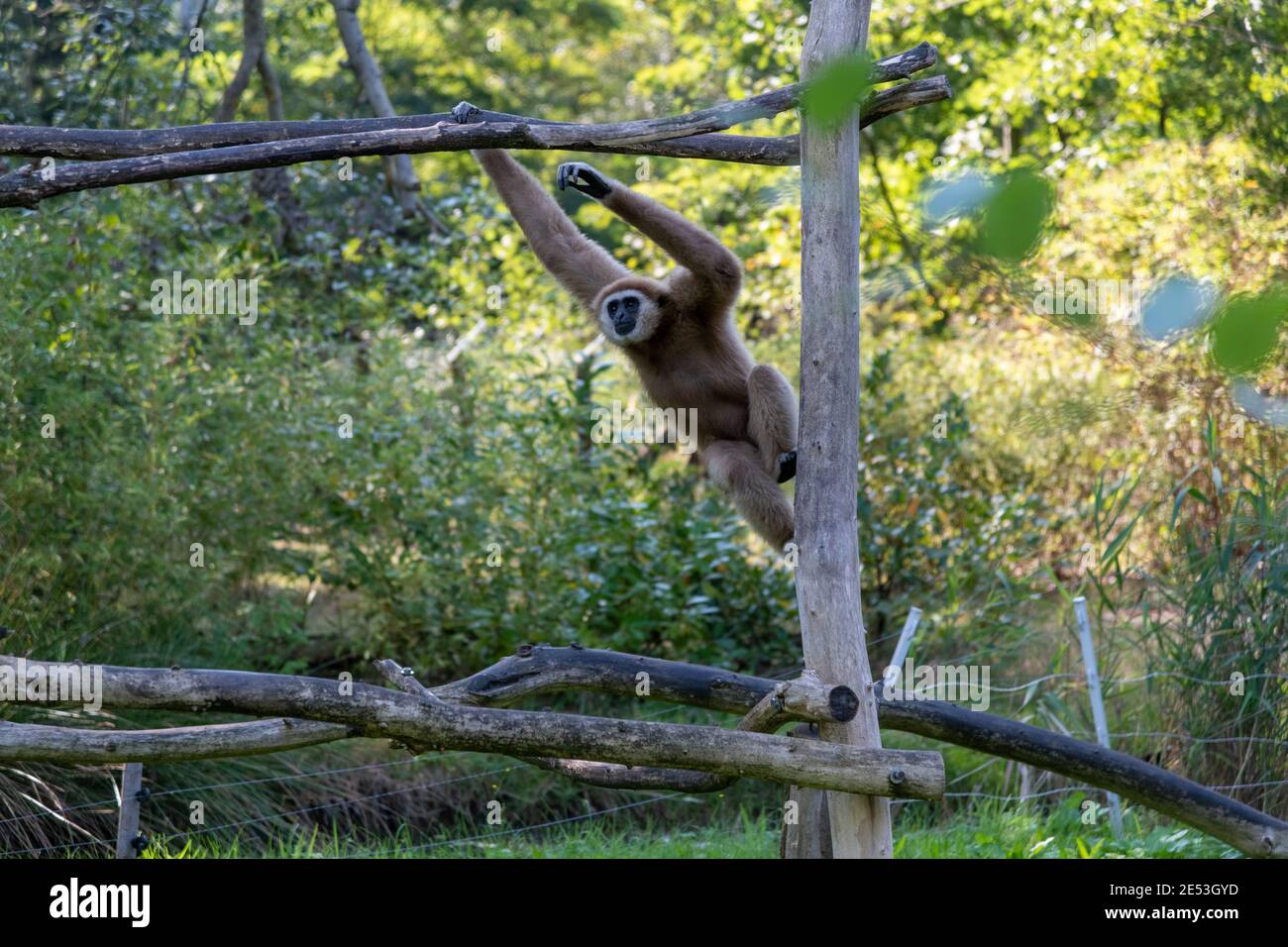 Swinging Gibbon hanging on branch from a climbing platform, motion of the monkey is frozen in place Stock Photo