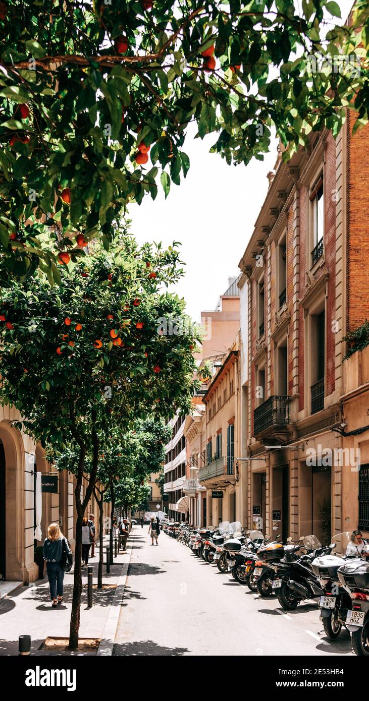 BARCELONA, SPAIN JUNE 07, 2019 Orange Trees In Barcelona City Stock