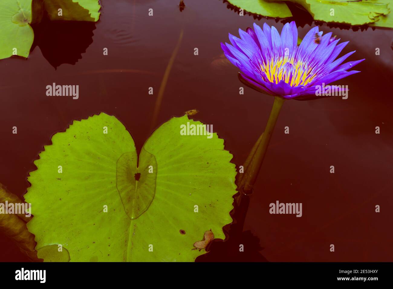 Vintage Lotus Flower Closeup Stock Photo Alamy