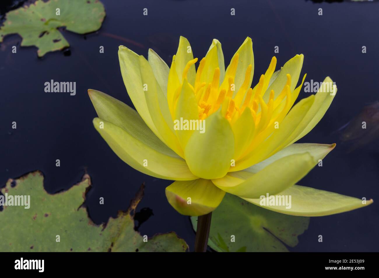 Beautiful yellow water lily hi-res stock photography and images - Alamy