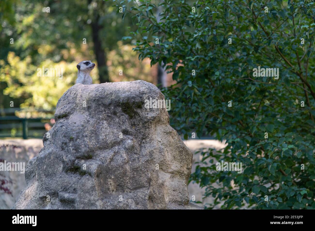 Meerkat on a stone, looking right over the stone. Stock Photo