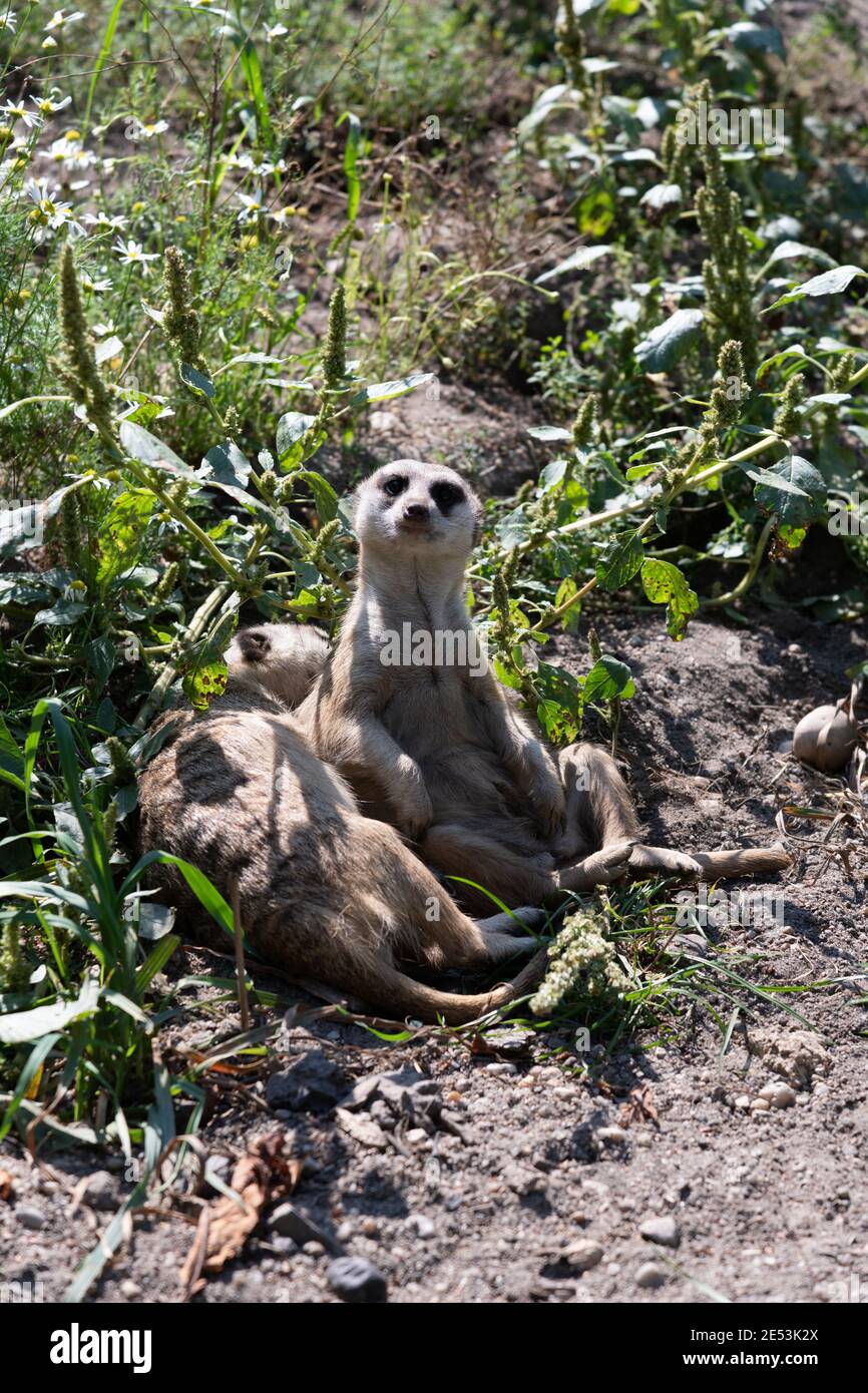 Two Meerkats in the shade, one sleeping Meerkat, one watchful and guarding Meerkat Stock Photo