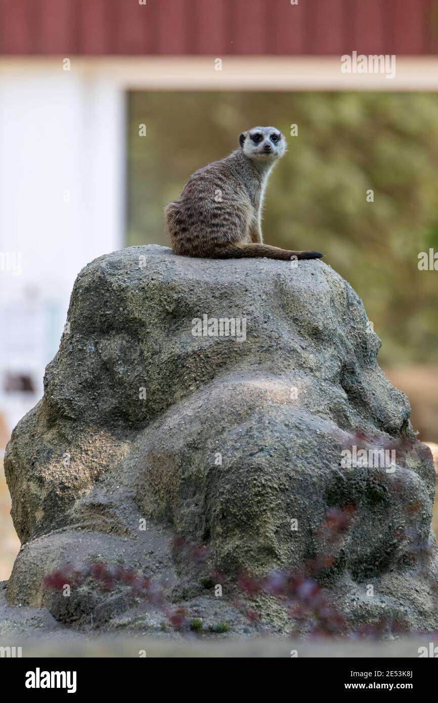 Watchful and alert Meerkat on the lookout sitting on a stone Stock Photo