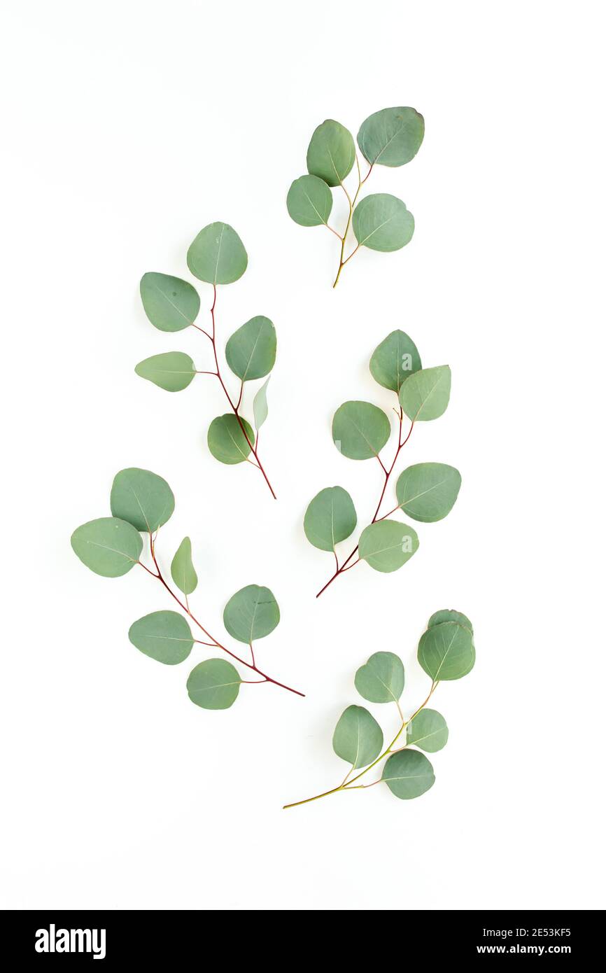 Green leaves eucalyptus isolated on white background Stock Photo - Alamy