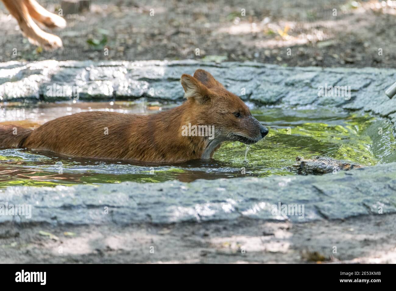 Dhole (Asian Wild Dog) taking a bath, swimming in a small pool, having