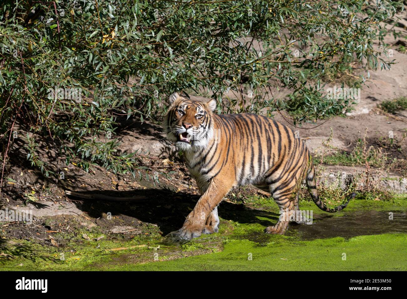 Tiger walking through shallow water with common duckweed on a sunny day with paws and rear being wet by the water Stock Photo