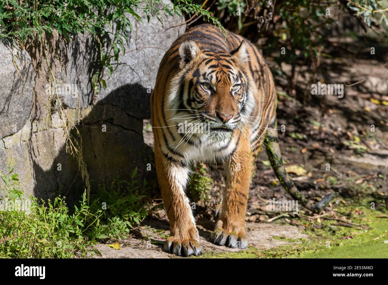 Tiger standing on the shore with water lentils (common duckweed) on him in the bright sunlight, having wet fur from going into the water Stock Photo