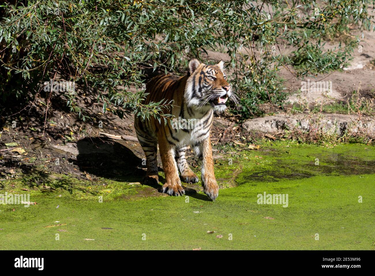 Tiger with wet fur in the bright sun, having water lentils (common duckweed) on him and having wet fur, about to enter the water Stock Photo