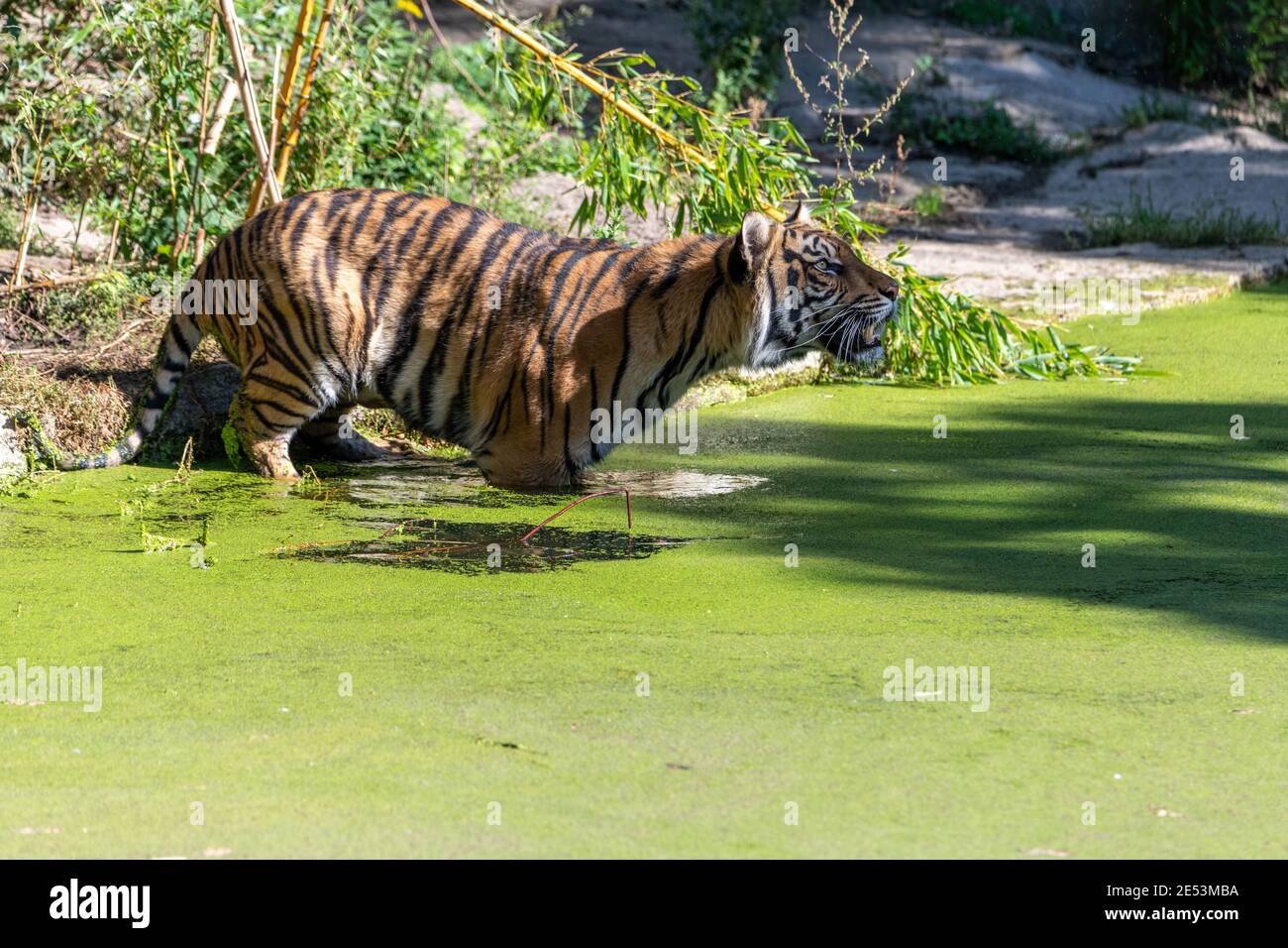 Tiger standing in in the water surrounded by common duckweed, looking upwards next to the land, having water lentils on him Stock Photo
