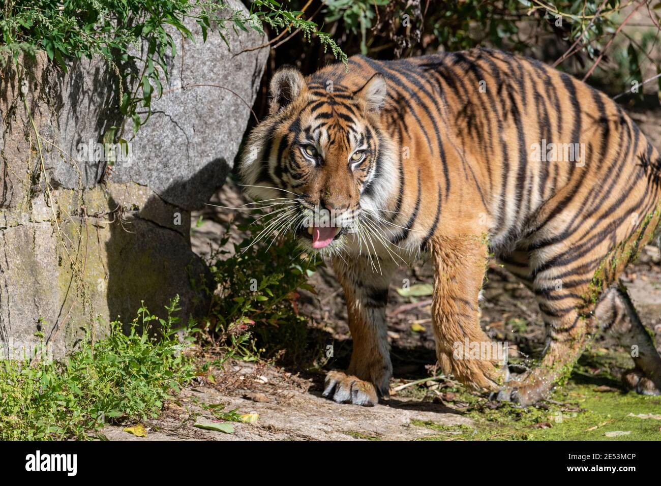 Tiger with water lentils on its mouth chuffing and moving while in the bright sun Stock Photo
