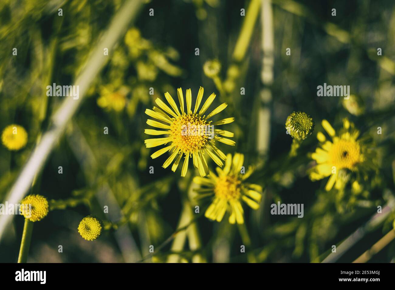 yellow limbarda flowers seen up close on a sunny day Stock Photo