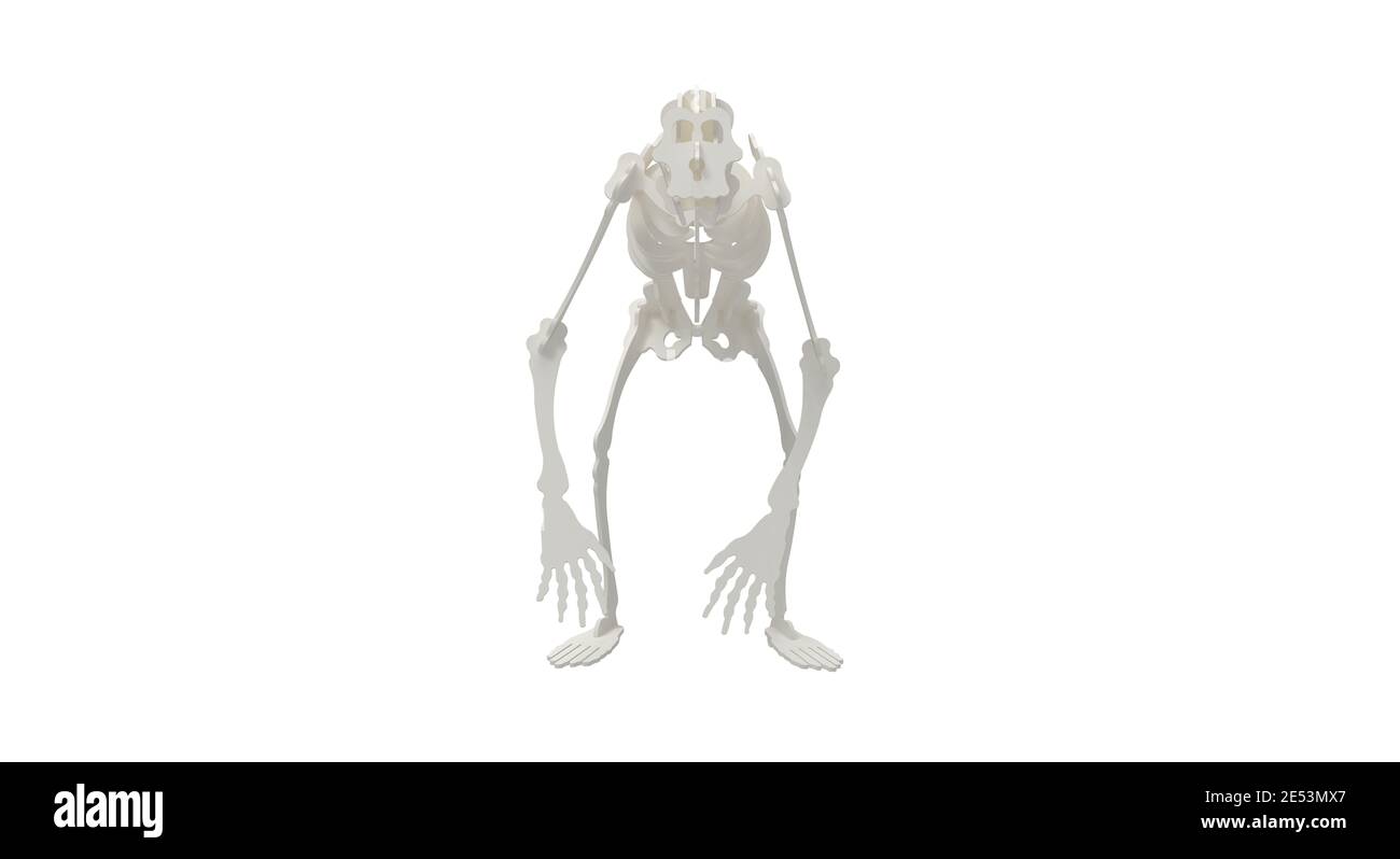 3D rendering of a primate abstract skeleton isolated in studio white Stock Photo