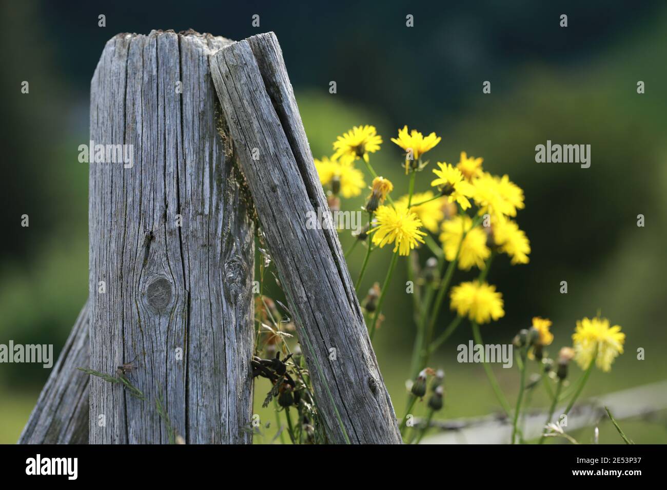 Detail of old wooden fence with yellow flowers in background Stock Photo