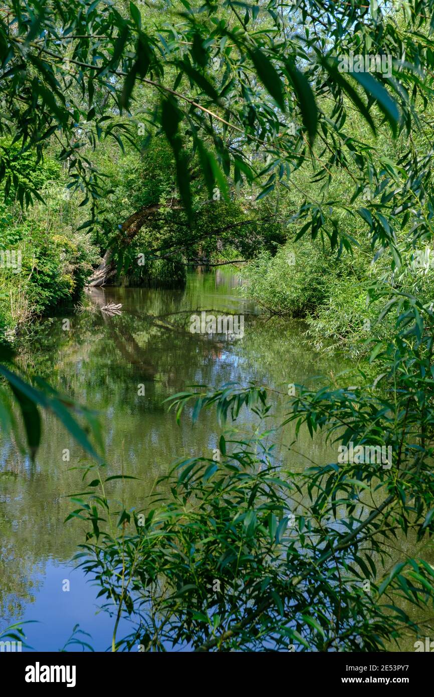 Body of water surrounded by foliage and trees at Rickmansworth Aquadrome, Hertfordshire, UK. Stock Photo