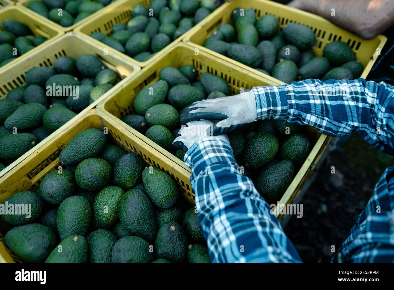 Farmer hands resting on avocados boxes.Harvest Season. Organic avocado