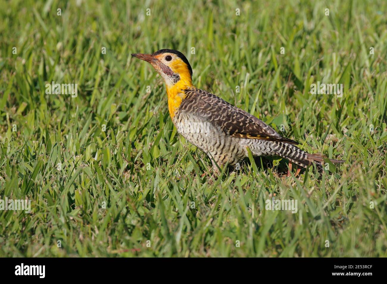 Campo Flicker (Colaptes campestris), on a lawn outside the Sheraton Hotel, Iguacu Falls, Misiones, Argentina 22 Jan 2016 Stock Photo